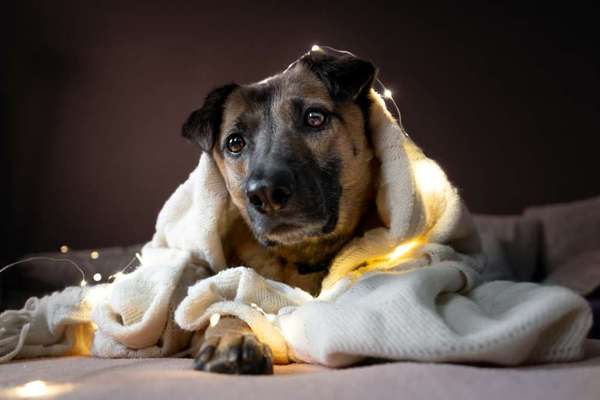 Fotochallenge - fremde Hunde-Beitrag-Bild