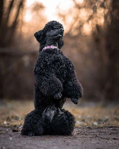 Black dogs are beautiful-Beitrag-Bild