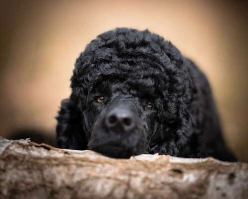 Dogorama Photo Challenge - Mein Holz und ich-Beitrag-Bild