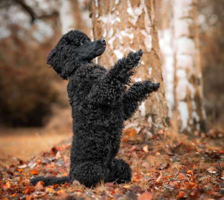 Foto's und Hundemodels-Beitrag-Bild