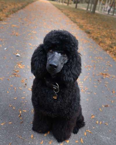 Alles rund um den Pudel-Beitrag-Bild