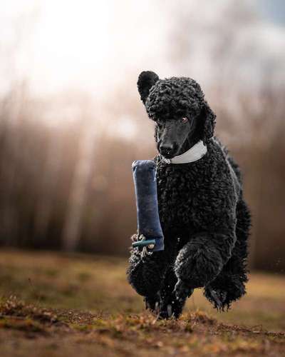 Black dogs are beautiful-Beitrag-Bild