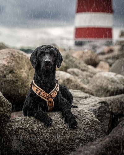 Black dogs are beautiful-Beitrag-Bild