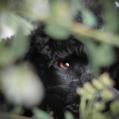 Zeigt mir die tollste Nahaufnahme von eurer Fellnase-Beitrag-Bild