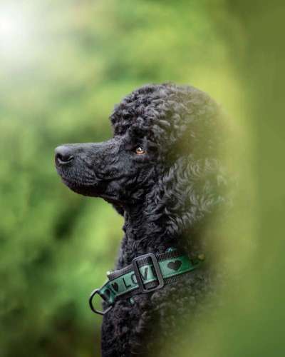 Farben Fotochallenge Thema ,,Grün"-Beitrag-Bild