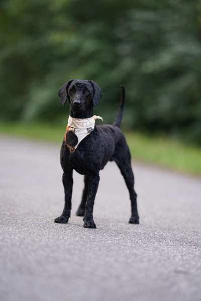 Alles rund um den Pudel-Beitrag-Bild