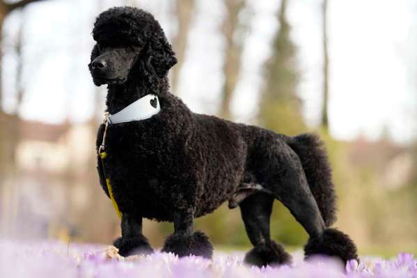 Alles rund um den Pudel-Beitrag-Bild