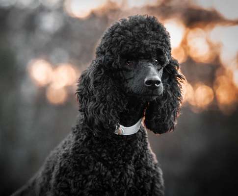 Black dogs are beautiful-Beitrag-Bild