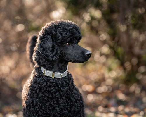 Black dogs are beautiful-Beitrag-Bild