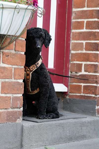 Dogorama Photo Challenge - Versteckspiel-Beitrag-Bild