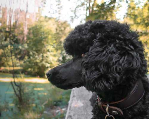 Foto's und Hundemodels-Beitrag-Bild