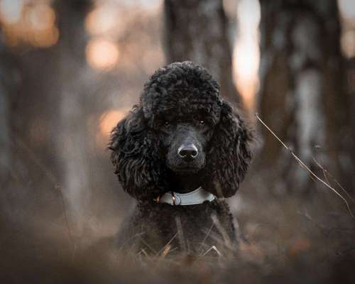Black dogs are beautiful-Beitrag-Bild