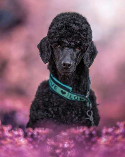 Alles rund um den Pudel-Beitrag-Bild