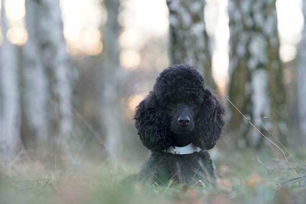 Black dogs are beautiful-Beitrag-Bild