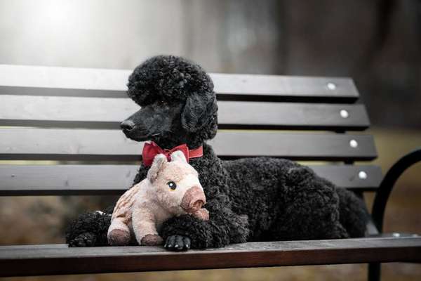 Black dogs are beautiful-Beitrag-Bild