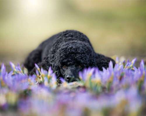 Dogorama Photo Challenge - die ersten Frühjahrsblumen-Beitrag-Bild