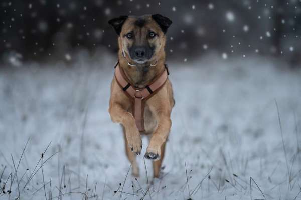 Fotochallenge - fremde Hunde-Beitrag-Bild