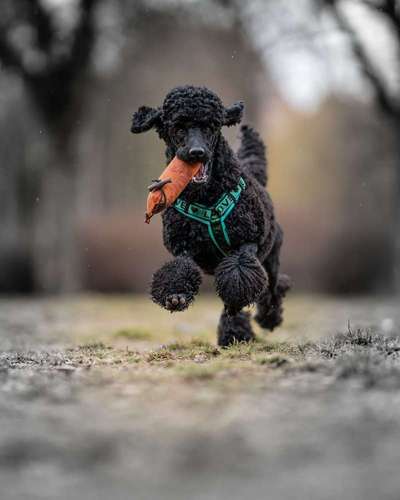 41. Handy Fotochallenge - Euer gemeinsames Hobby-Beitrag-Bild