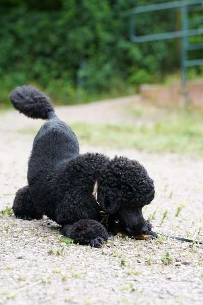 Fotosammlung: ,,Der natürliche Hund" Unbearbeitet, ungestellt und in Natura-Beitrag-Bild