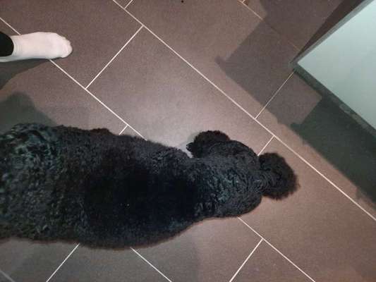 Alles rund um den Pudel-Beitrag-Bild