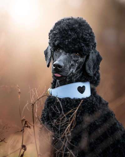 Hundebilder-Beitrag-Bild