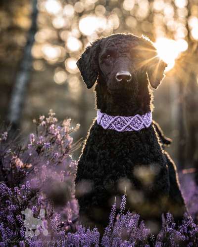 Hunde Porträt (Portrait) Galerie....-Beitrag-Bild