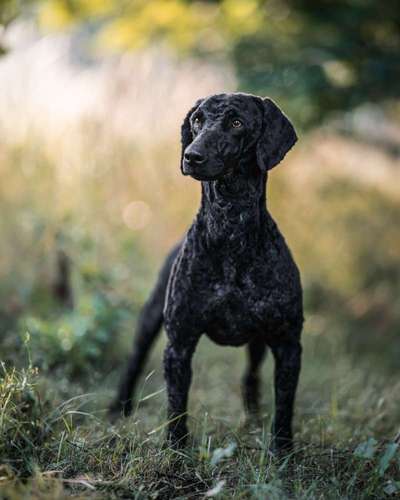 Alles rund um den Pudel-Beitrag-Bild