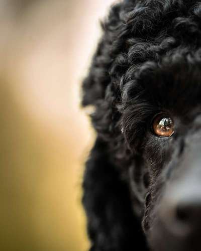 Dogorama Photo Challenge - Details Ganz nah-Beitrag-Bild