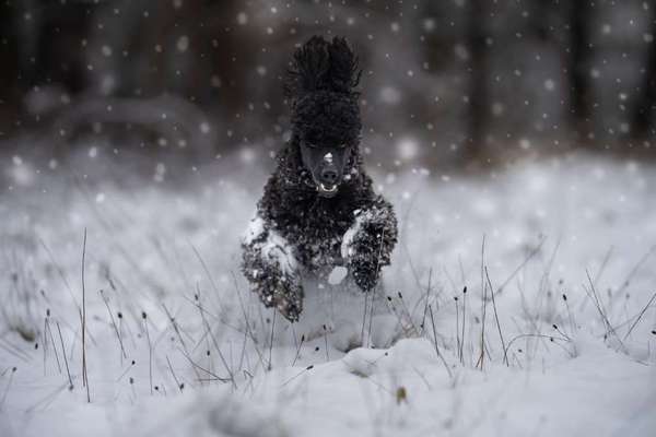 Der erste Schnee, zeigt uns eure tollen Schneemomente-Beitrag-Bild