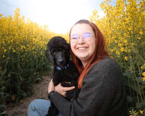 Alles rund um den Pudel-Beitrag-Bild