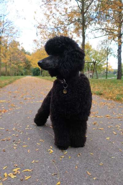 Alles rund um den Pudel-Beitrag-Bild