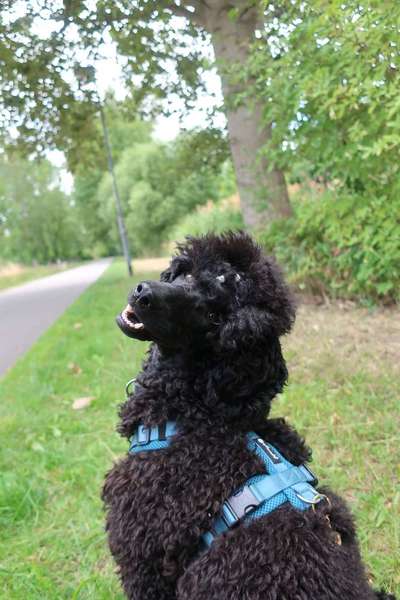 Photoshop und Co.-Beitrag-Bild