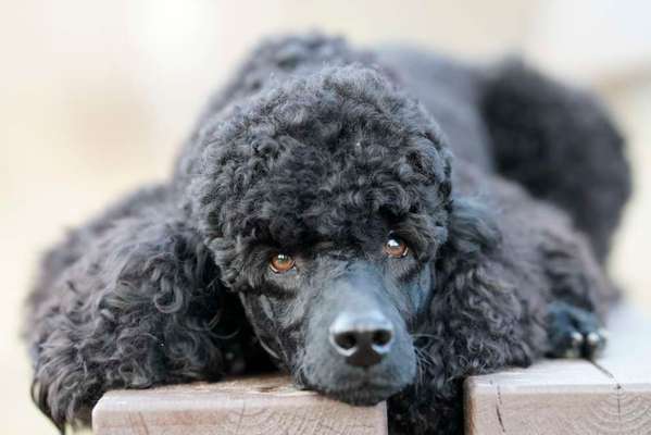 Black dogs are beautiful-Beitrag-Bild