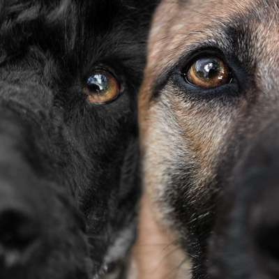 25. Farben Fotochallenge ,,Bernstein"-Beitrag-Bild