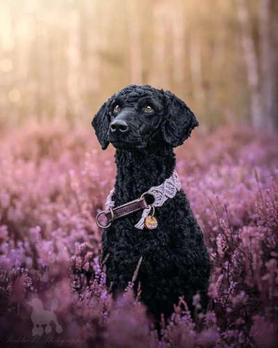 Alles rund um den Pudel-Beitrag-Bild