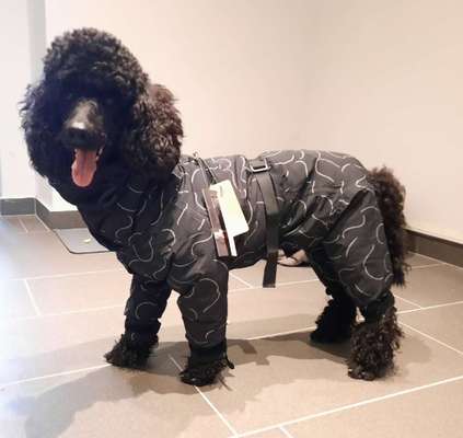 Alles rund um den Pudel-Beitrag-Bild