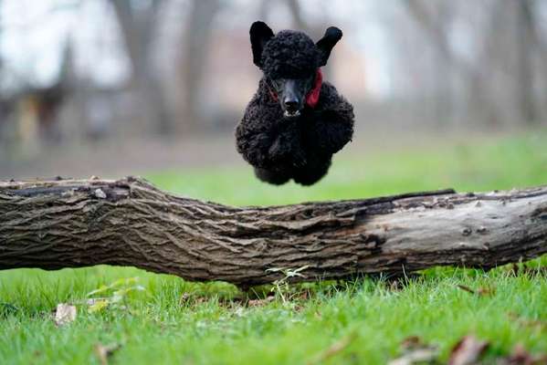 Black dogs are beautiful-Beitrag-Bild