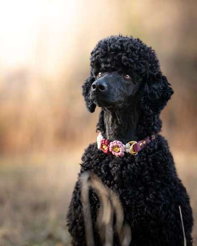 Black dogs are beautiful-Beitrag-Bild