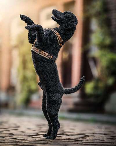 Dogorama Photo Challenge - Hündchen streckt dich-Beitrag-Bild