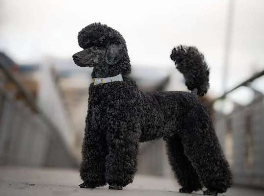 Alles rund um den Pudel-Beitrag-Bild