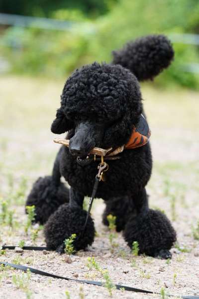 Fotosammlung: ,,Der natürliche Hund" Unbearbeitet, ungestellt und in Natura-Beitrag-Bild