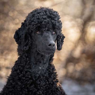 Black dogs are beautiful-Beitrag-Bild