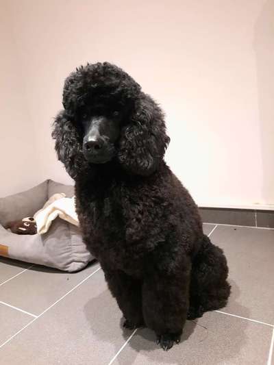 Alles rund um den Pudel-Beitrag-Bild