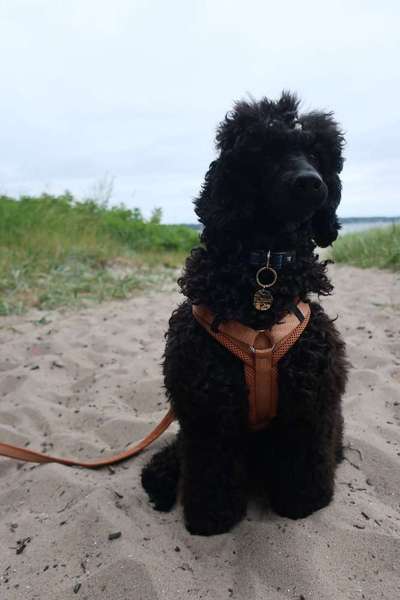 Alles rund um den Pudel-Beitrag-Bild