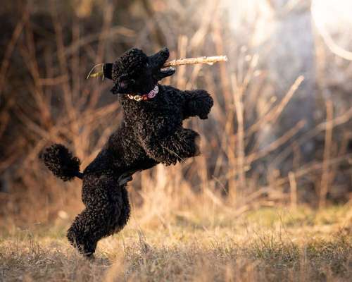 Black dogs are beautiful-Beitrag-Bild