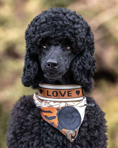 Zeige den lustigsten Blick deines Hundes-Beitrag-Bild