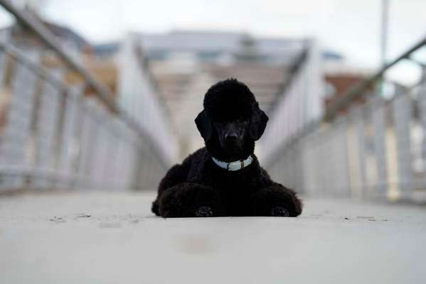 Black dogs are beautiful-Beitrag-Bild