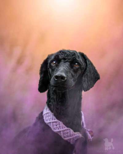 Hunde Porträt (Portrait) Galerie....-Beitrag-Bild