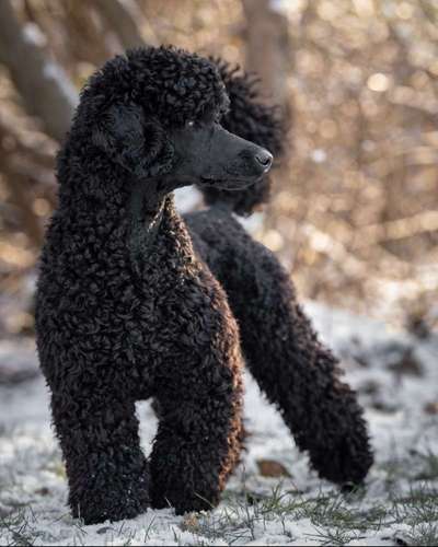 Black dogs are beautiful-Beitrag-Bild