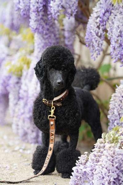 Alles rund um den Pudel-Beitrag-Bild